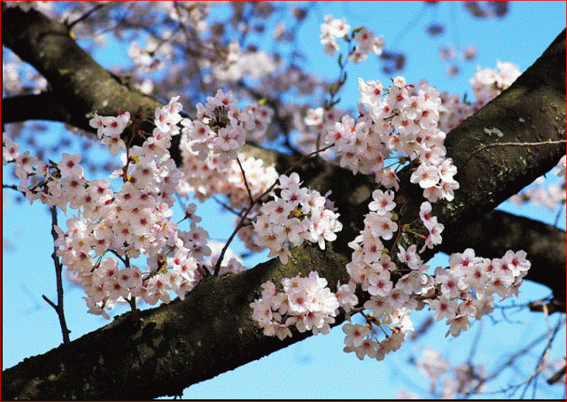 いよいよ桜のシーズンが迫ってきました！
