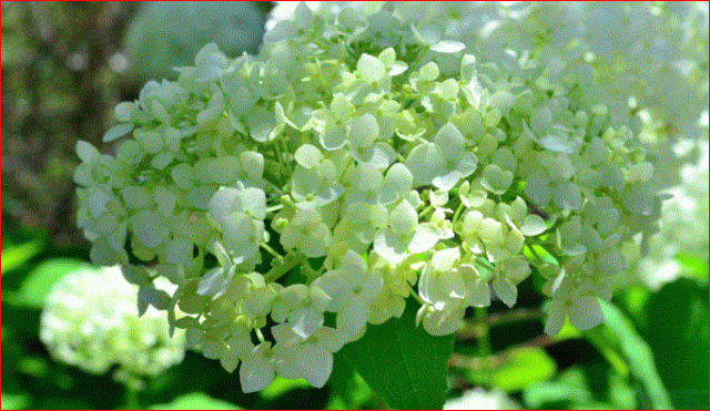 紫陽花が輝く季節です