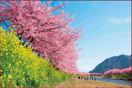 2021年河津桜まつりは初の開催中止