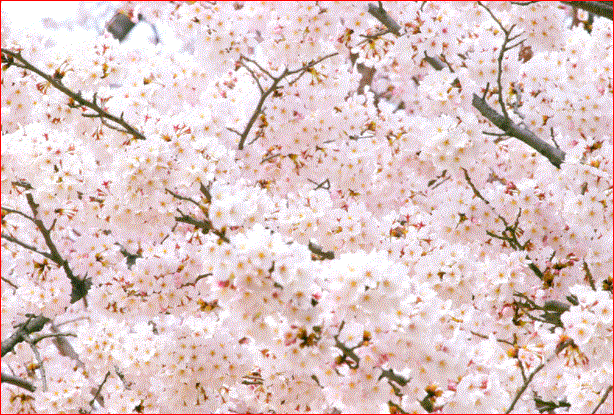 今年も桜が満開です