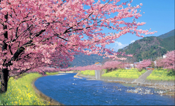 河津桜の季節になりました