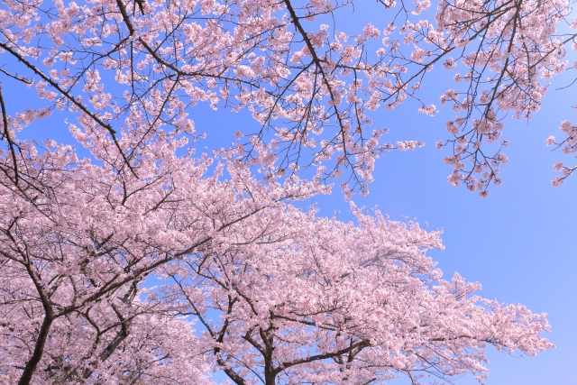 東京でもソメイヨシノの開花が発表、週末は異例の夏日に
