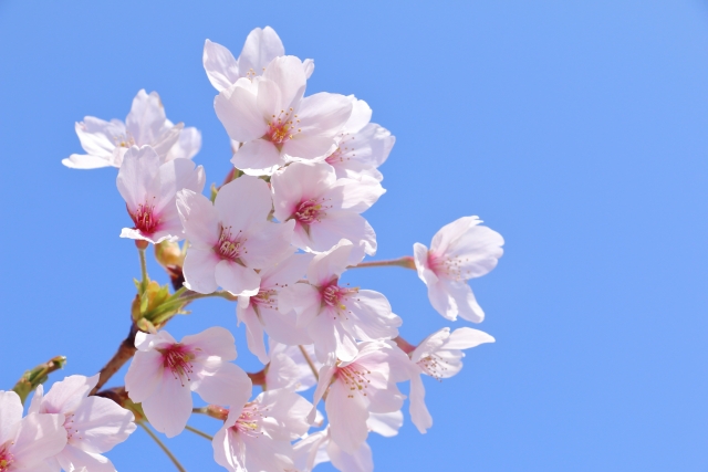 今年全国で最初のソメイヨシノ開花発表は高知！